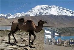 小型骆驼奶生产流水线