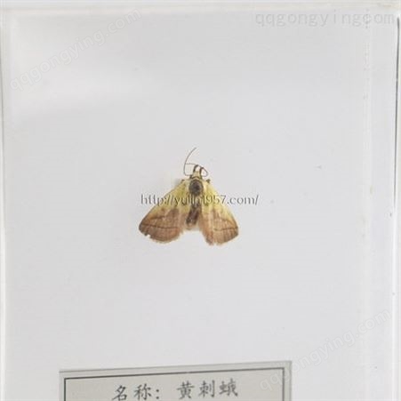 黄刺蛾 高校教学标本 干制昆虫标本 教学使用