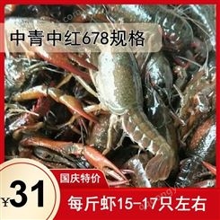 十一期间 鲜活小龙虾降价  大青大红678钱规格31元每斤 楚淼水产正常营业  欢迎购买