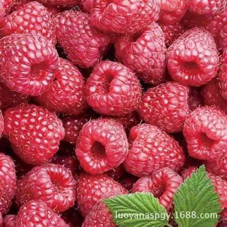 莓文化红树莓浓缩汁 红树莓冲饮汁 660g红树莓果蔬汁饮品