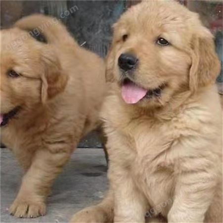 小型双血统宠物金毛犬 改良散养导盲犬 忠诚好驯养