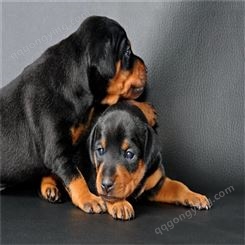 罗威纳犬幼犬养殖 双血统家庭宠物犬 坚韧沉稳 警觉性高