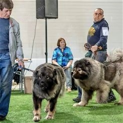 大型保镖护卫犬高加索幼犬 双血统熊版体型 大毛量活体养殖