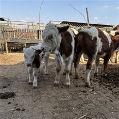 400斤左右西门塔尔牛小母牛价格 内蒙古草原架子牛 紫红花的