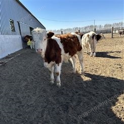 5个月西门塔尔小牛犊价格表 内蒙古草地牛 红白花的