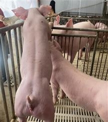 金华梅山太湖母猪厂家直发 太湖母猪良好的繁重 瘦肉型