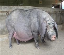 大白公猪出售 杜洛克公猪 头大而宽 颈短而粗 批发商批发