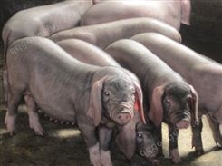 石家庄四蹄白太湖母猪厂家供应 太湖母猪体长适中 50斤到200顺富种猪