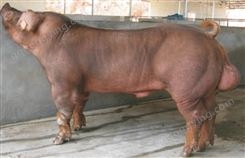 猪场提供 大白母猪 精品小母猪 繁殖性高 饲料利用率高