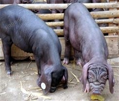 二花脸太湖母猪报价 高产母猪一年产子20头 好饲养的母猪 顺富