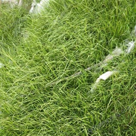 青山绿水喷草机喷播机草种边坡绿化客土喷播草种喷混植生