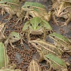 青蛙蟾蜍养殖 青蛙养殖技术 山东青蛙牛蛙养殖场