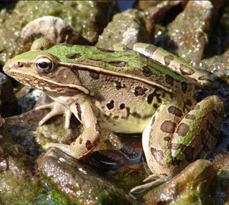 山东青蛙养殖场供应黑斑蛙蝌蚪，优质青蛙苗，提供青蛙养殖技术