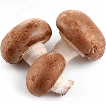 野藤 干香菇 菌菇蘑菇供应 特产山珍煲汤炖汤食材150g 厂家直供