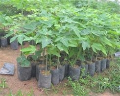 木瓜苗 新品种出售水果树苗 光皮 带叶带土发货 张三苗木