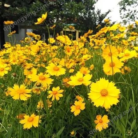 众兴园林花镜花带小区观赏草花金鸡菊 市政工程绿化金光菊