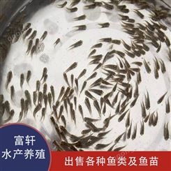 北京青鱼苗 黑草鱼苗 青鱼苗 1~8cm 生长速度快 水产种苗批发