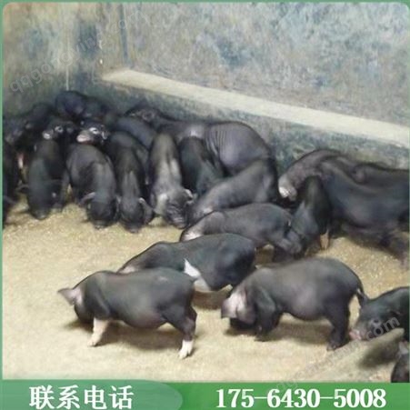 观赏宠物香猪 动物园迷你小香猪 体格健壮寿命长
