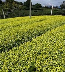 名川农业优质供应一级黄金芽 散装礼盒 支持定制