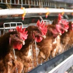 蛋鸡辣椒油粉让鸡群安全过冬 养鸡就用辣椒油粉