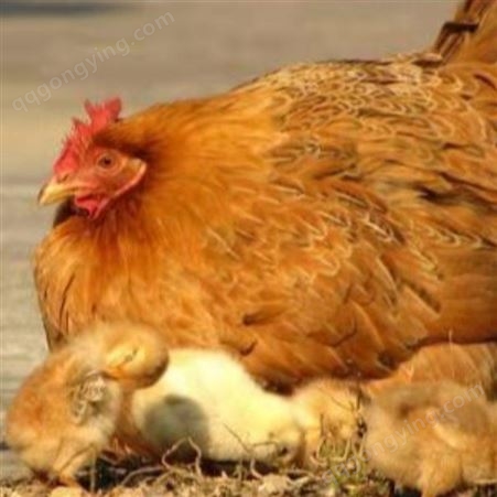 蛋鸡养殖就用蛋鸡辣椒油粉 蛋鸡辣椒油粉改善生产性能