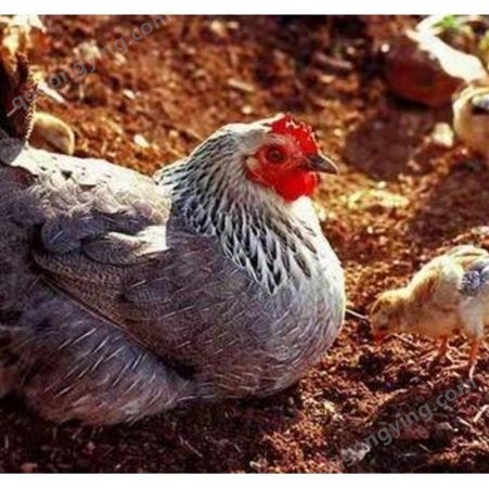 蛋鸡肉鸡用蛋白油脂辣椒油粉的好处 油脂辣椒油粉厂家供应