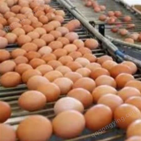 蛋鸡养殖就用蛋鸡辣椒油粉 蛋鸡辣椒油粉改善生产性能