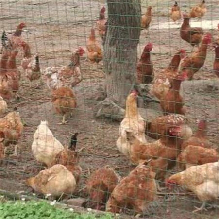 泰西农牧蛋鸡辣椒油粉保证鸡群营养全