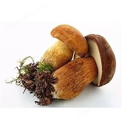 云南黄牛肝菌价格 新鲜黄牛肝菌 云南特产蘑菇