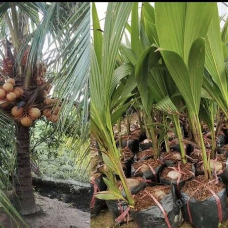 泰国金椰子百亩种植区 批发泰国金椰子 泰国金椰子基地