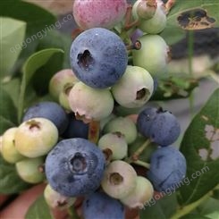 挂果蓝莓种植基地 批发挂果蓝莓苗 挂果蓝莓苗价格