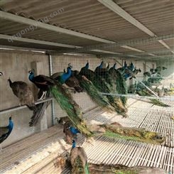 动物园景区观赏六年长尾开屏蓝白孔雀养殖 改良幼苗种苗