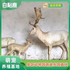 白黇鹿批发 白色带角公鹿养殖 亲人易饲养 纵腾特种动物