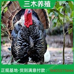 青铜火鸡养殖 成年体重可达13kg 自然散养 羽毛色彩丰富