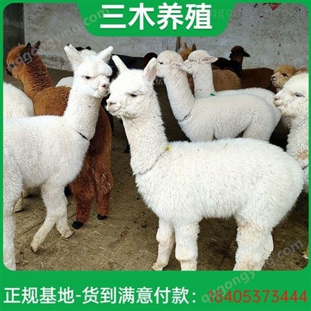 白色成年羊驼 萌宠幼崽养殖 温顺可爱 可当宠物养 三木养殖