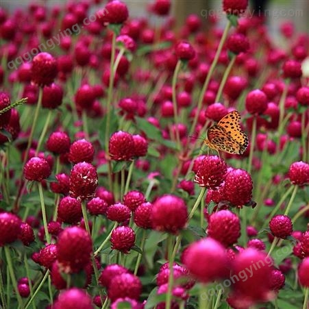 千日红种子千日紫种子花种子四季种火球花花草花卉种子花种籽子