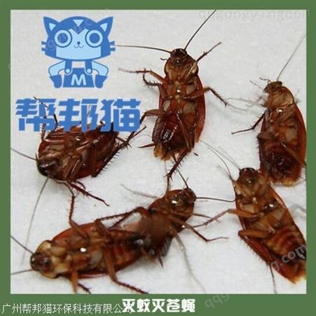 广州网吧网咖灭虫灭鼠公司 烧烤店东亚白蚁防治