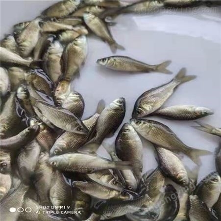 淡水鱼苗 品质服务 流程高效高成活率耐病害精品培育